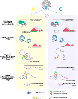 Distal and proximal control of rhythmic gene transcription